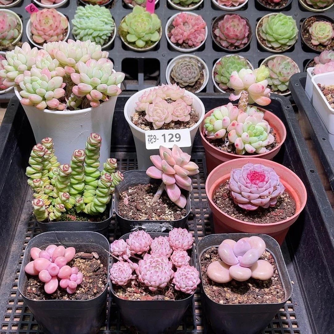 花利美9-129框拍9颗