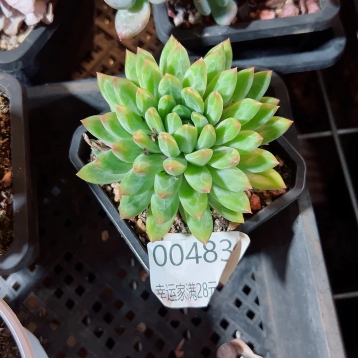 幸运的是我还没00483