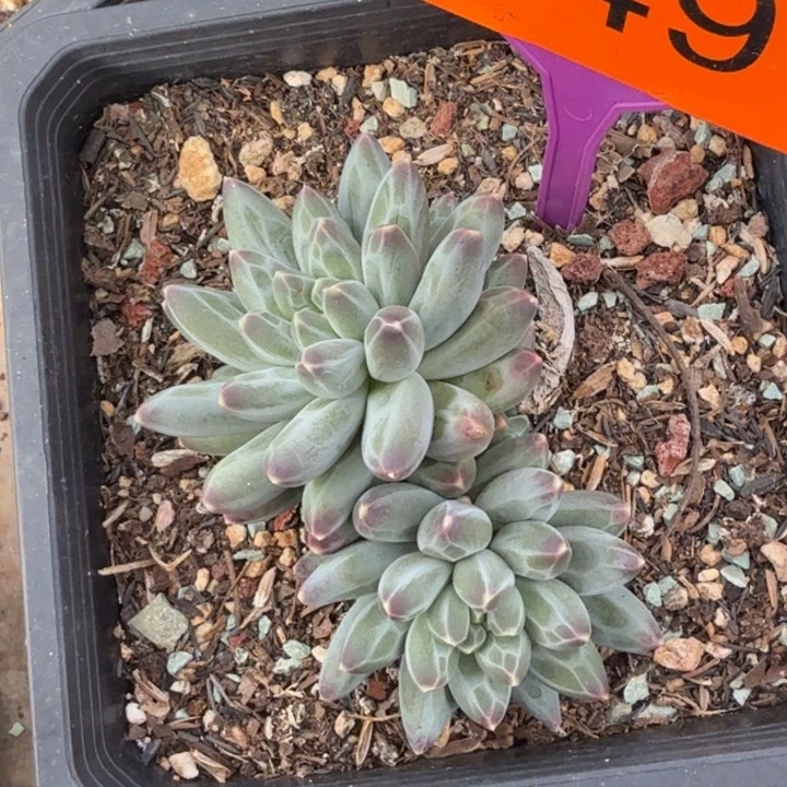 申公豹一物一拍349