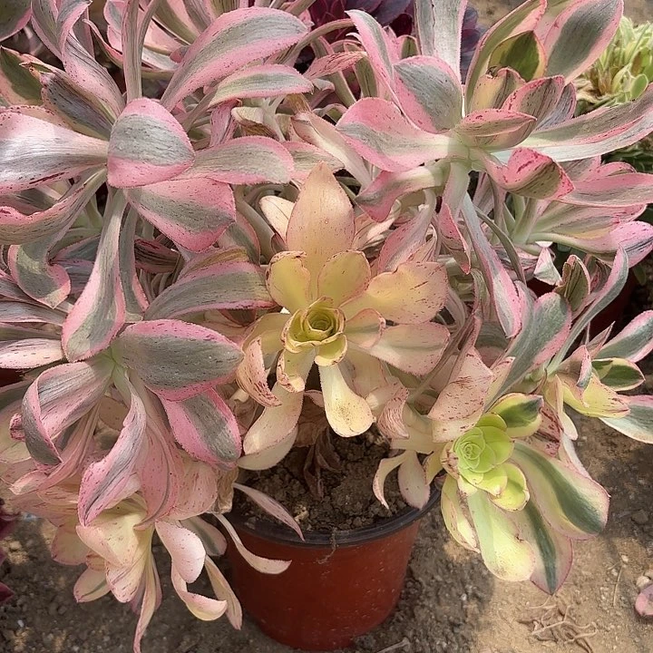多肉植物艳姿锦1