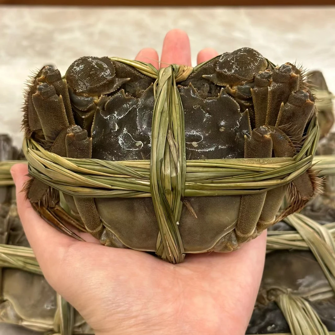 【正宗江苏精品大闸蟹母蟹3.5两/只·无黄包退】165-180g/只.鲜活配送到家