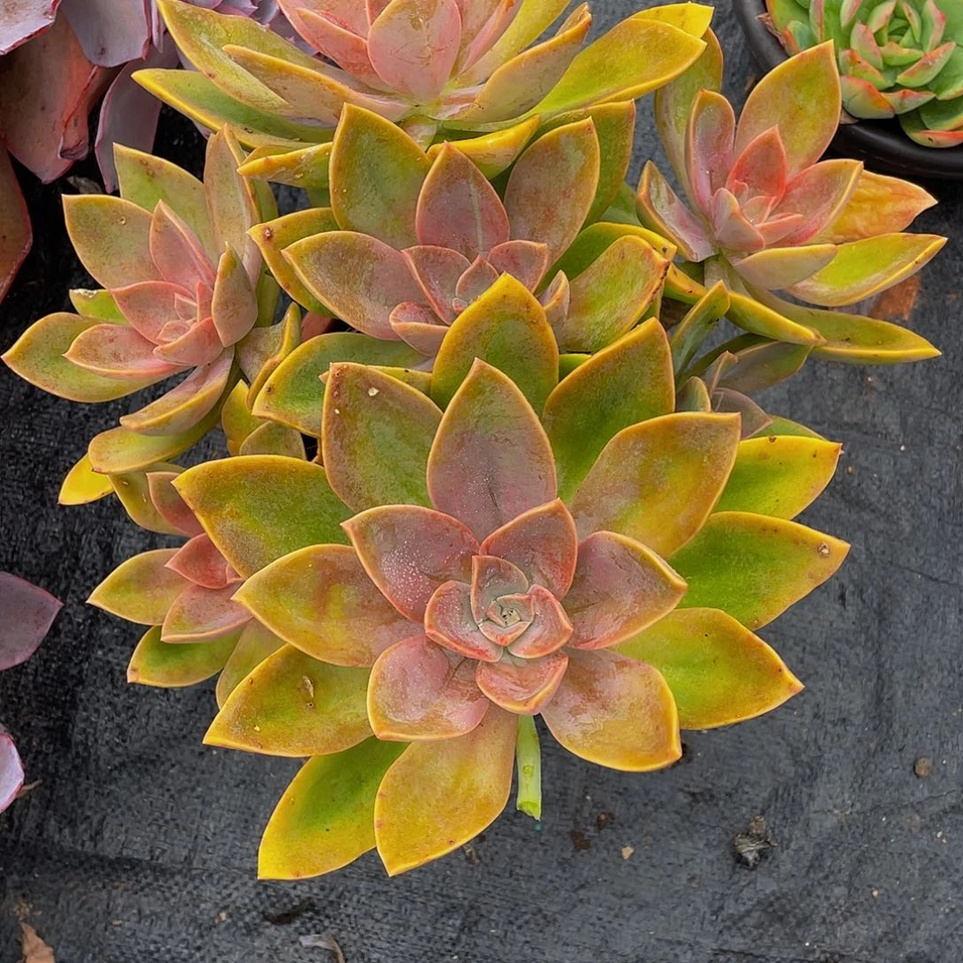 8***娟太妃糖多肉植物群