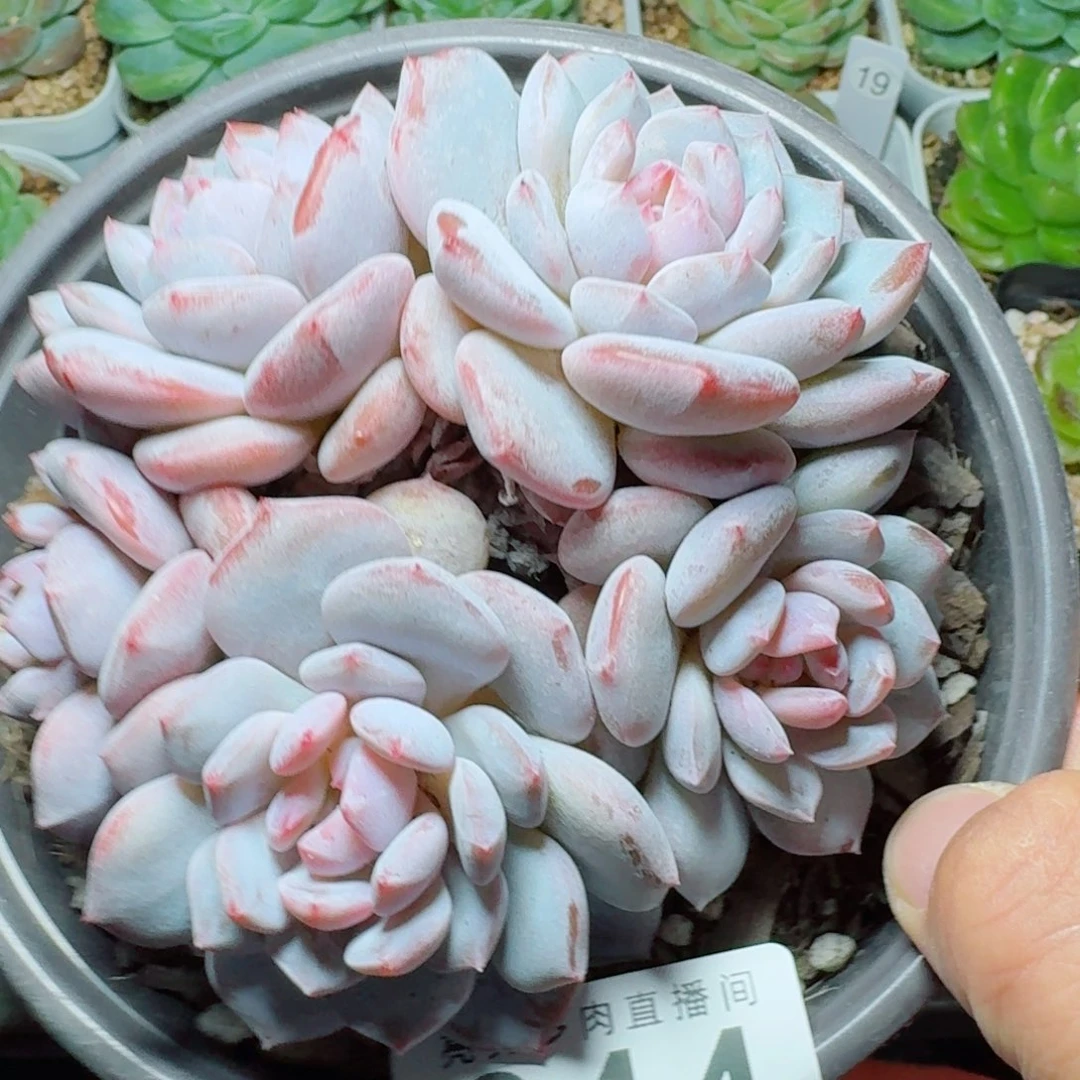 玉芙蓉            精美多肉植物
