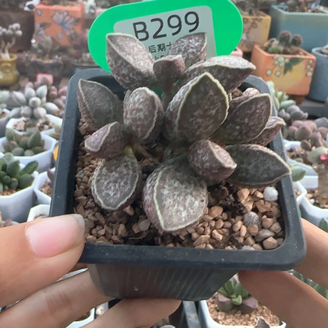静***～福利。   299。