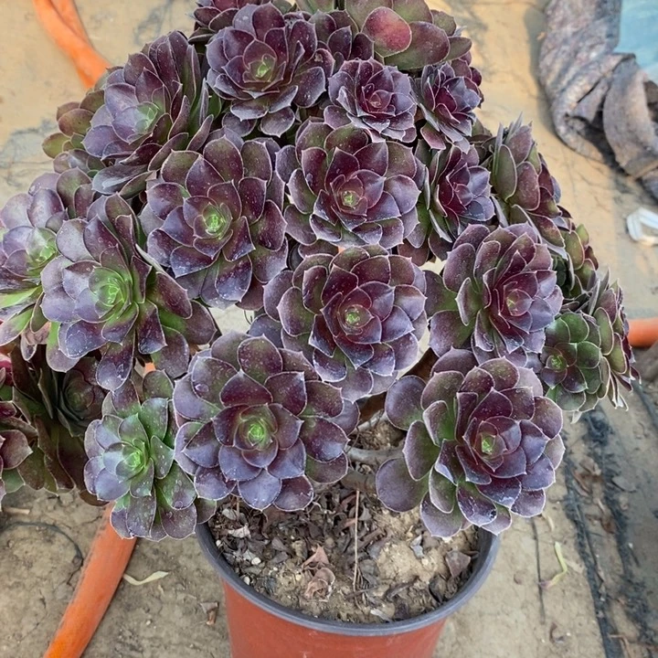 荷兰玫瑰14多肉植物法师法师