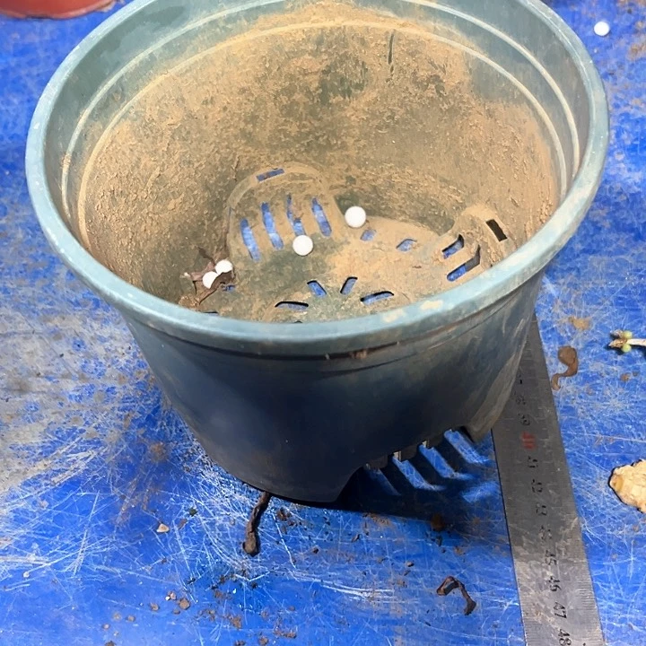 静***6多肉植物花盆法师
