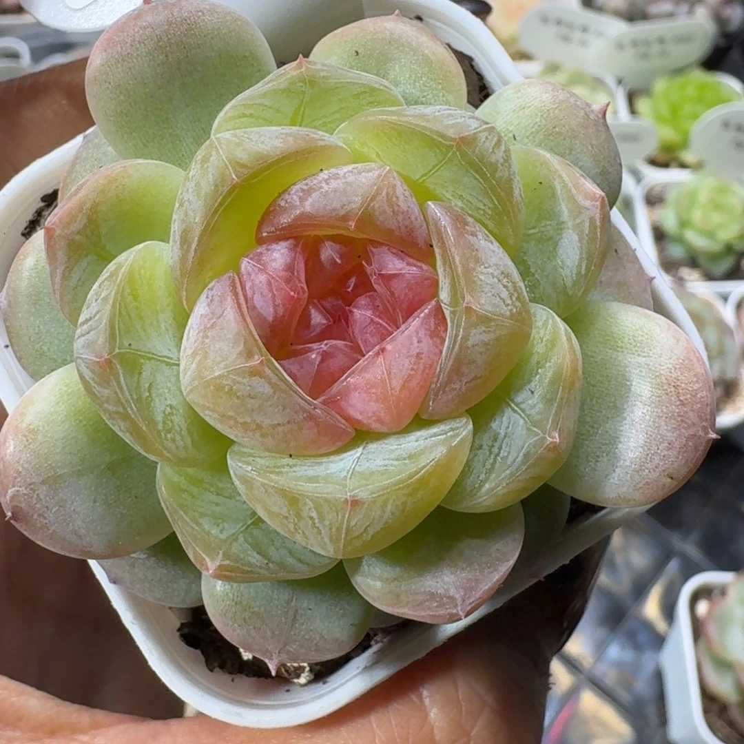 梃***1023-022-1080单头