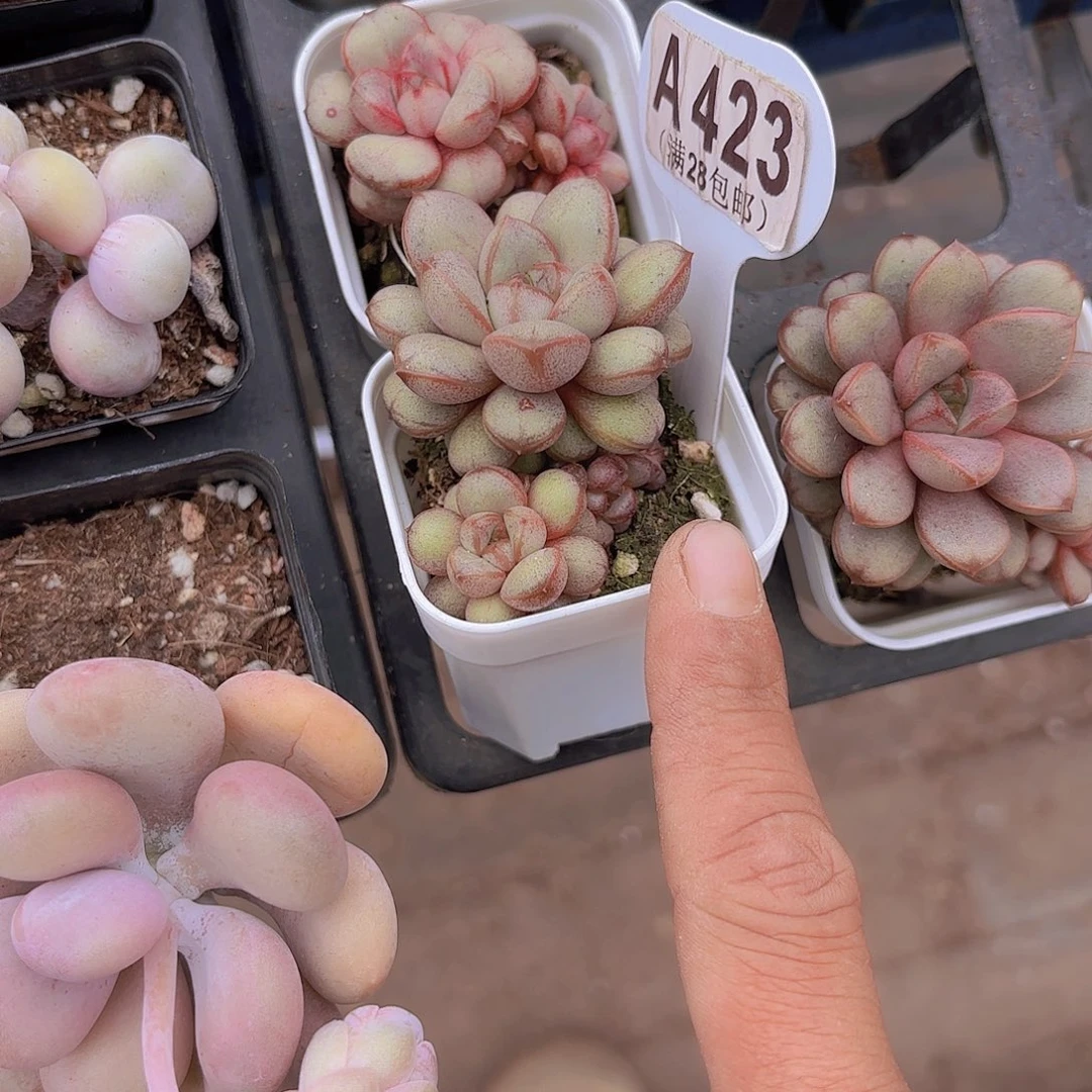 A423葡萄一物一拍