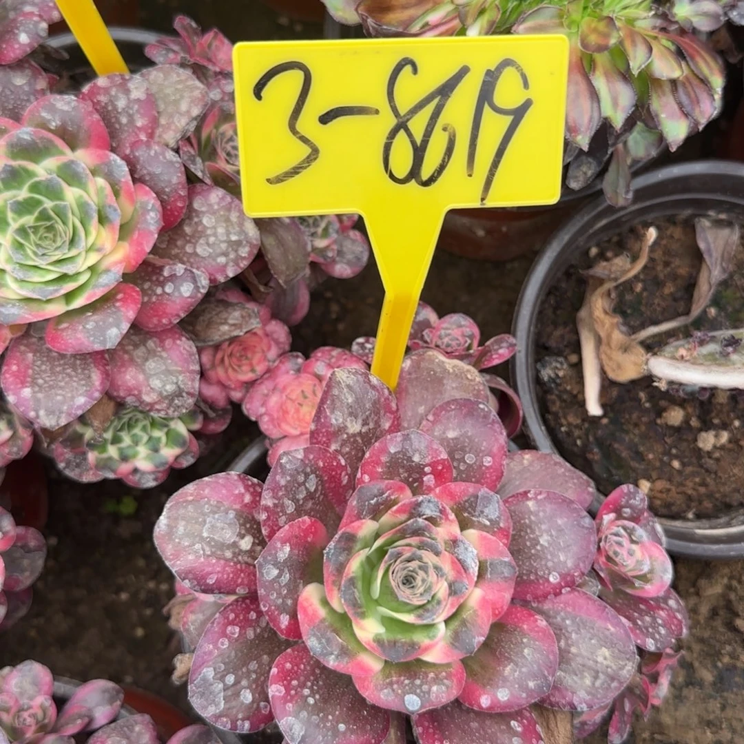 爱***菇3-8619+++纳福多头多肉