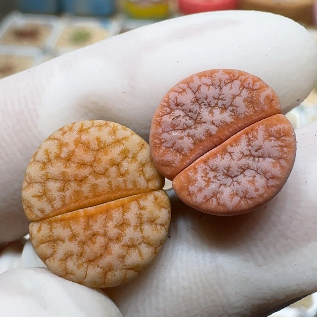 1**10119-11拿铁生石花