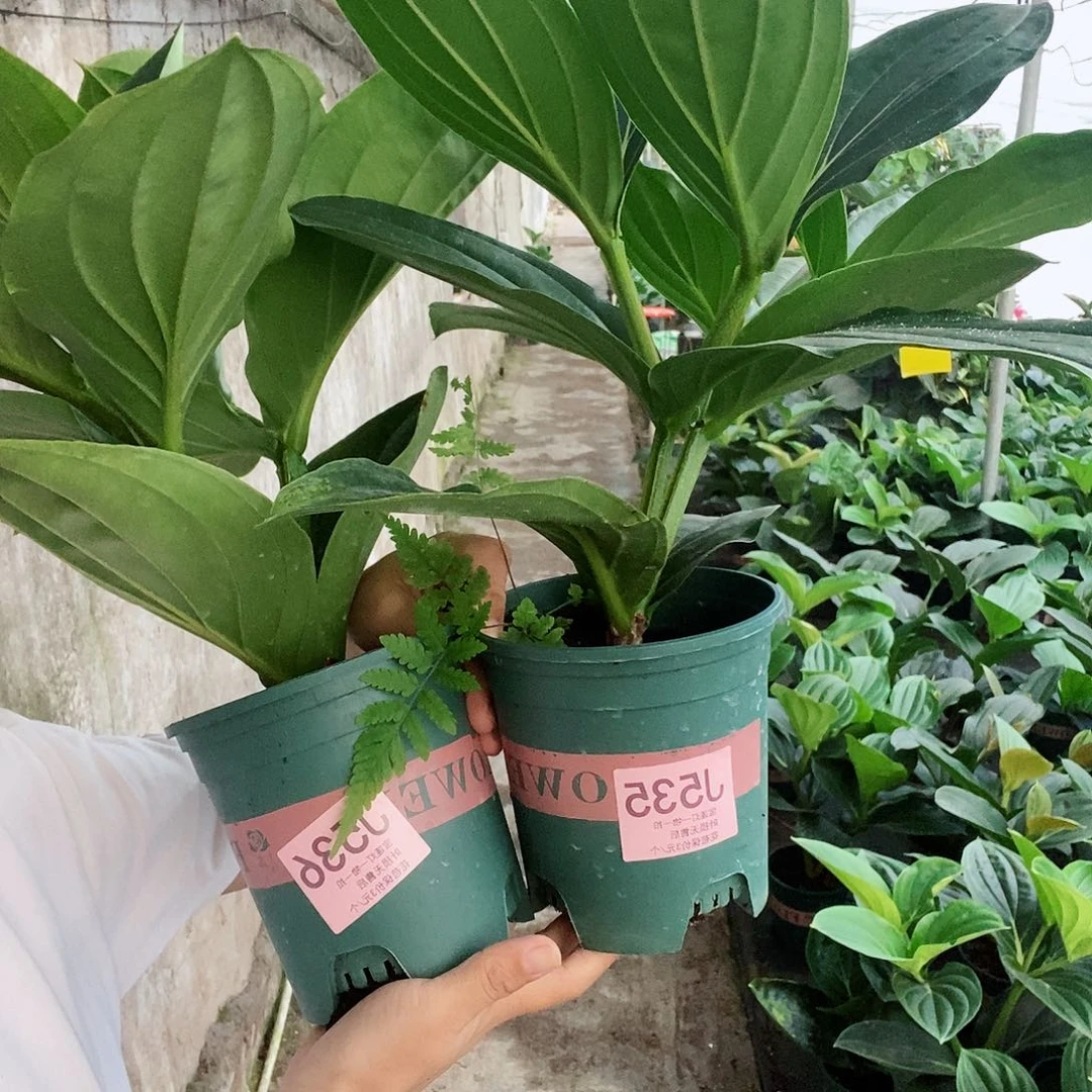 无花朵味**下木本花卉535.536
