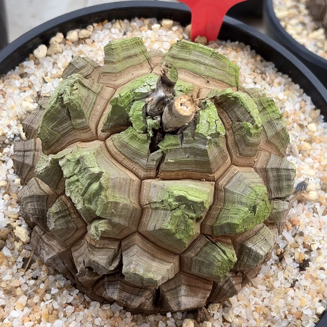 潮流植物龟甲龙T55剑甲