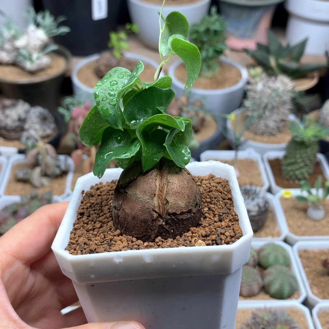 柚***?南非龟甲龙带盆多肉