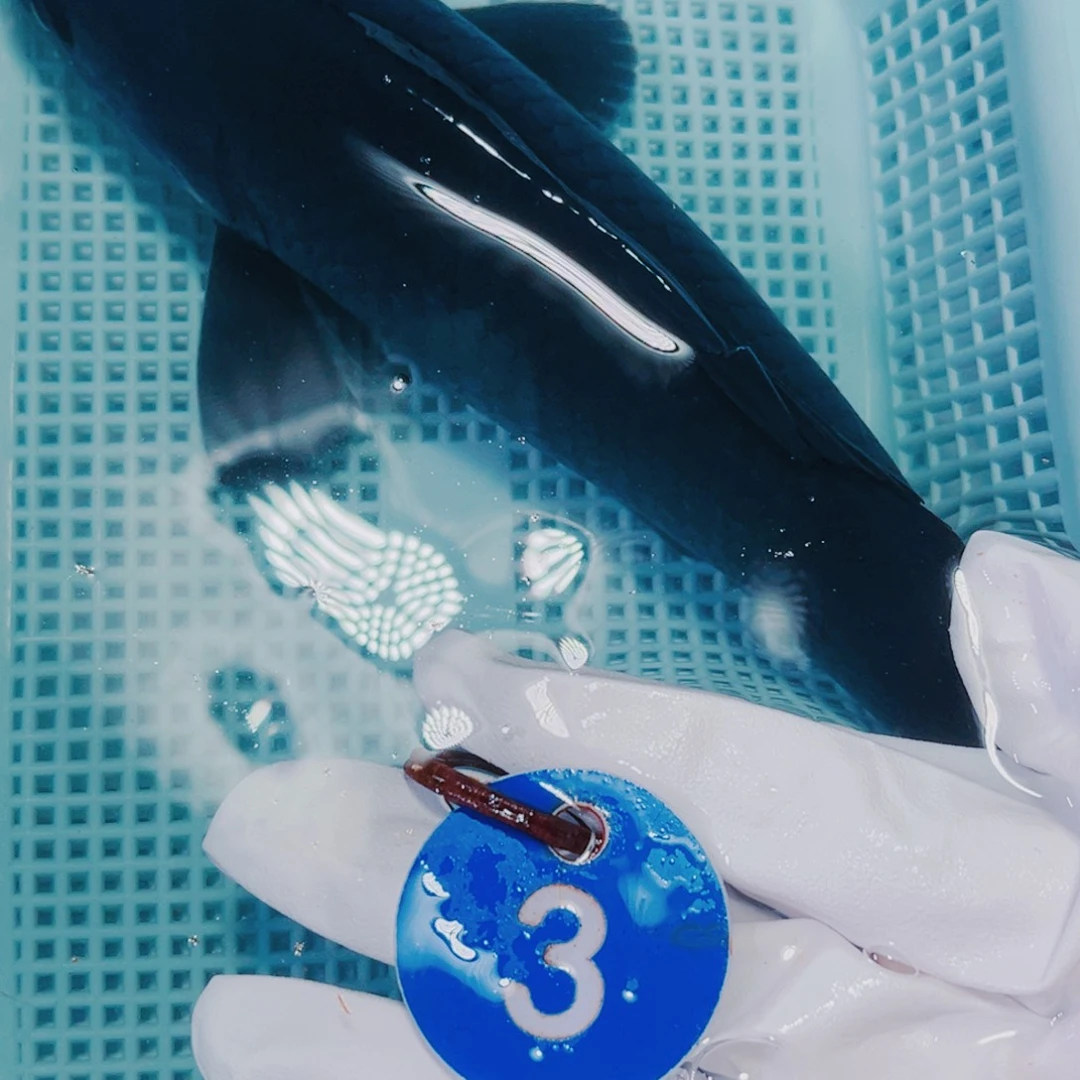 海水鱼锦鲤观赏鱼3