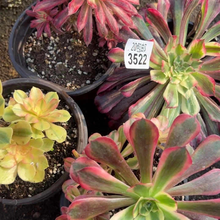 多肉植物3522种植物