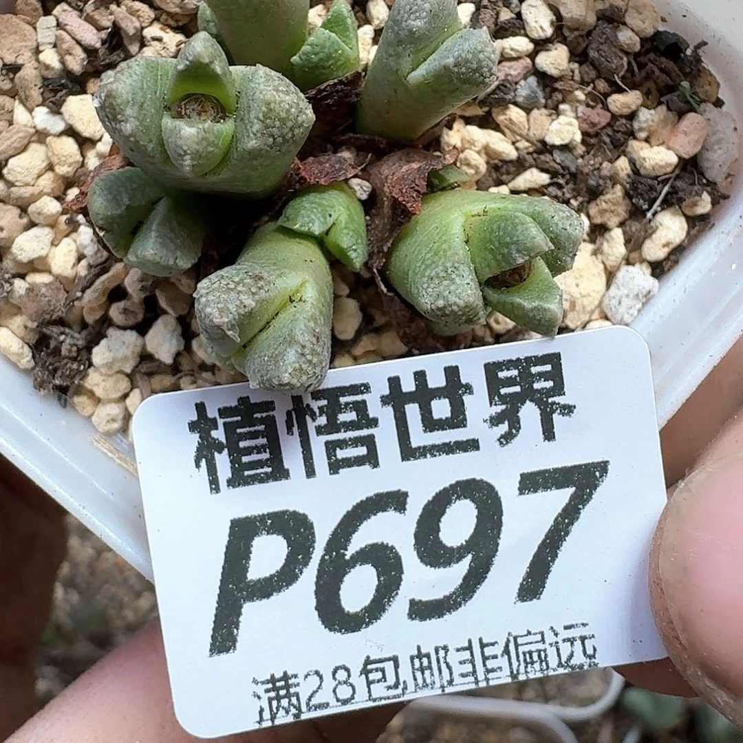 多肉植物的润泽的