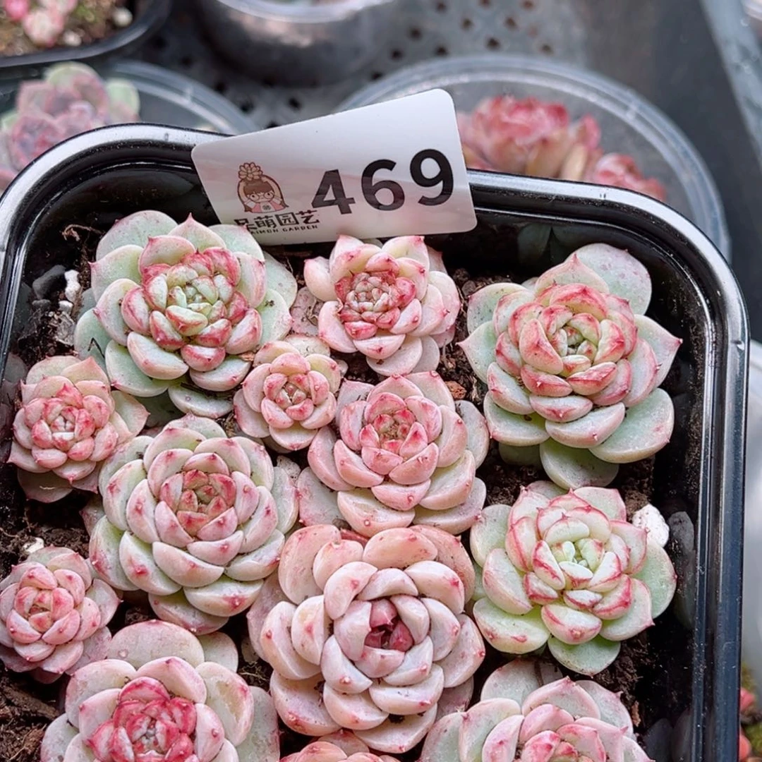 多肉植物多肉植物