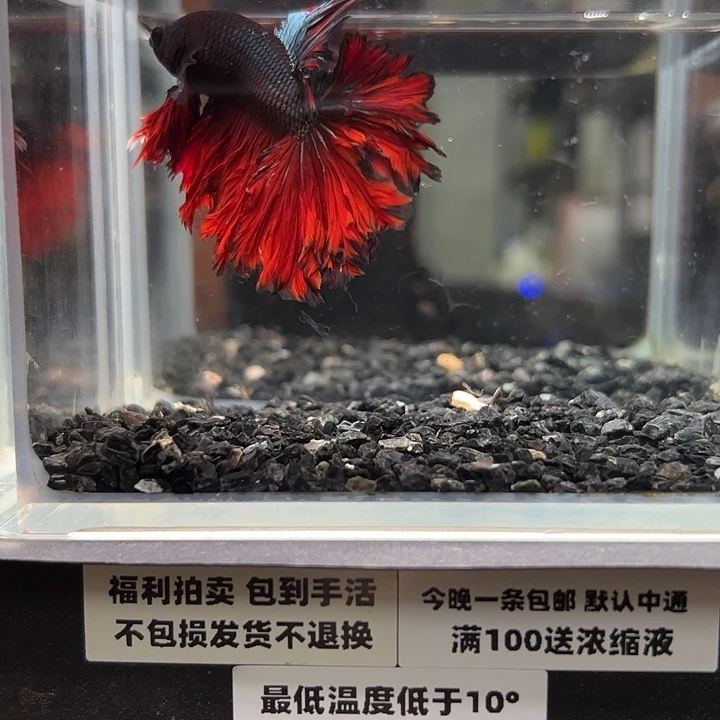 斗鱼竞拍跑单拉黑27日12