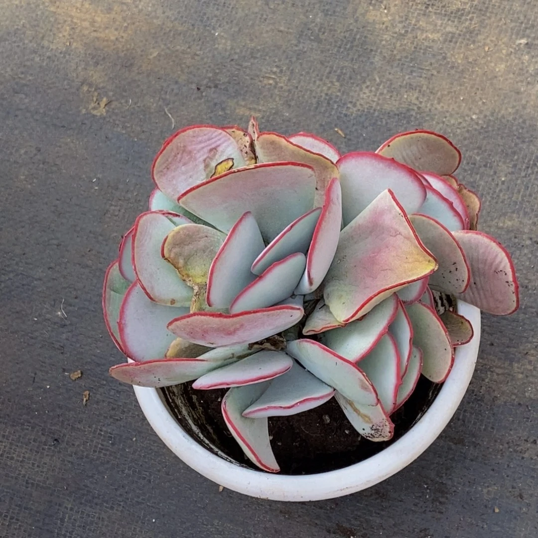 H****948包邮一物一拍多肉