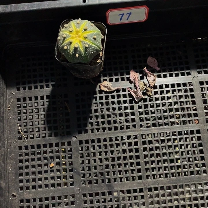 小*77号筐带盆土发货