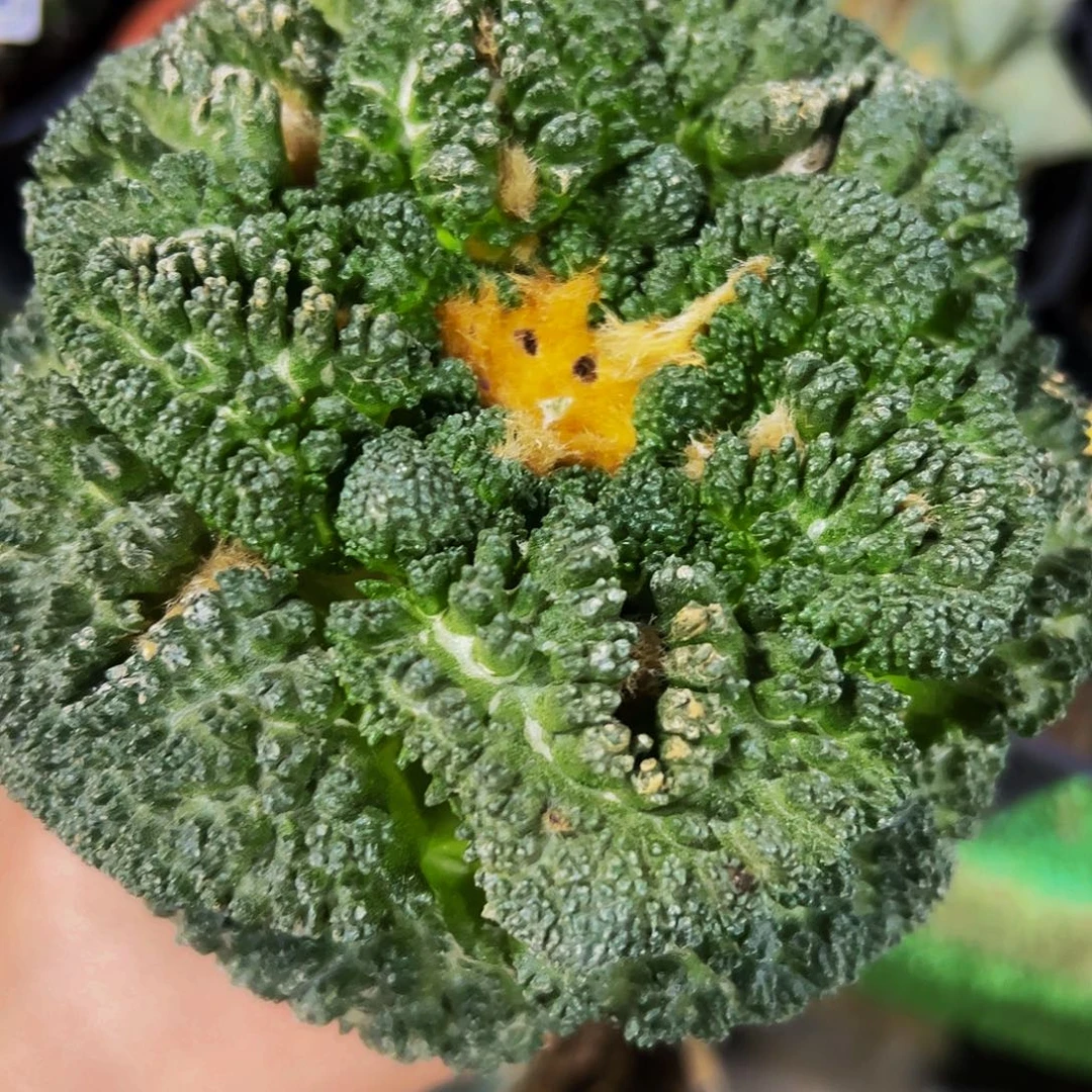 无花朵大尤哥斯拉龟甲601