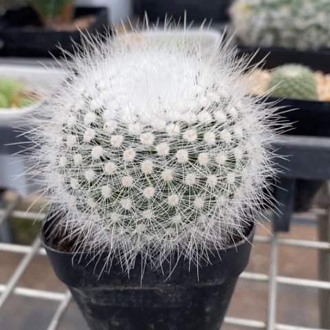 实生白小丁5仙人球