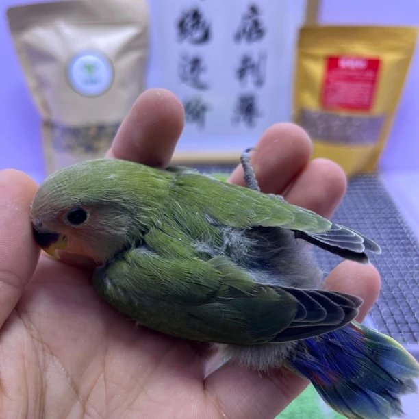 绿桃公K98816-牡丹鹦鹉