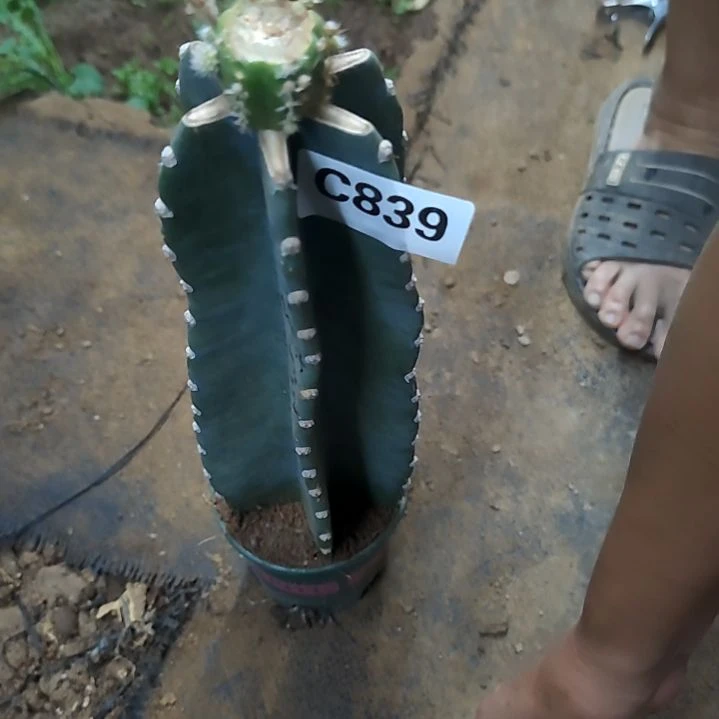 #***#礼品福袋四色白檀839