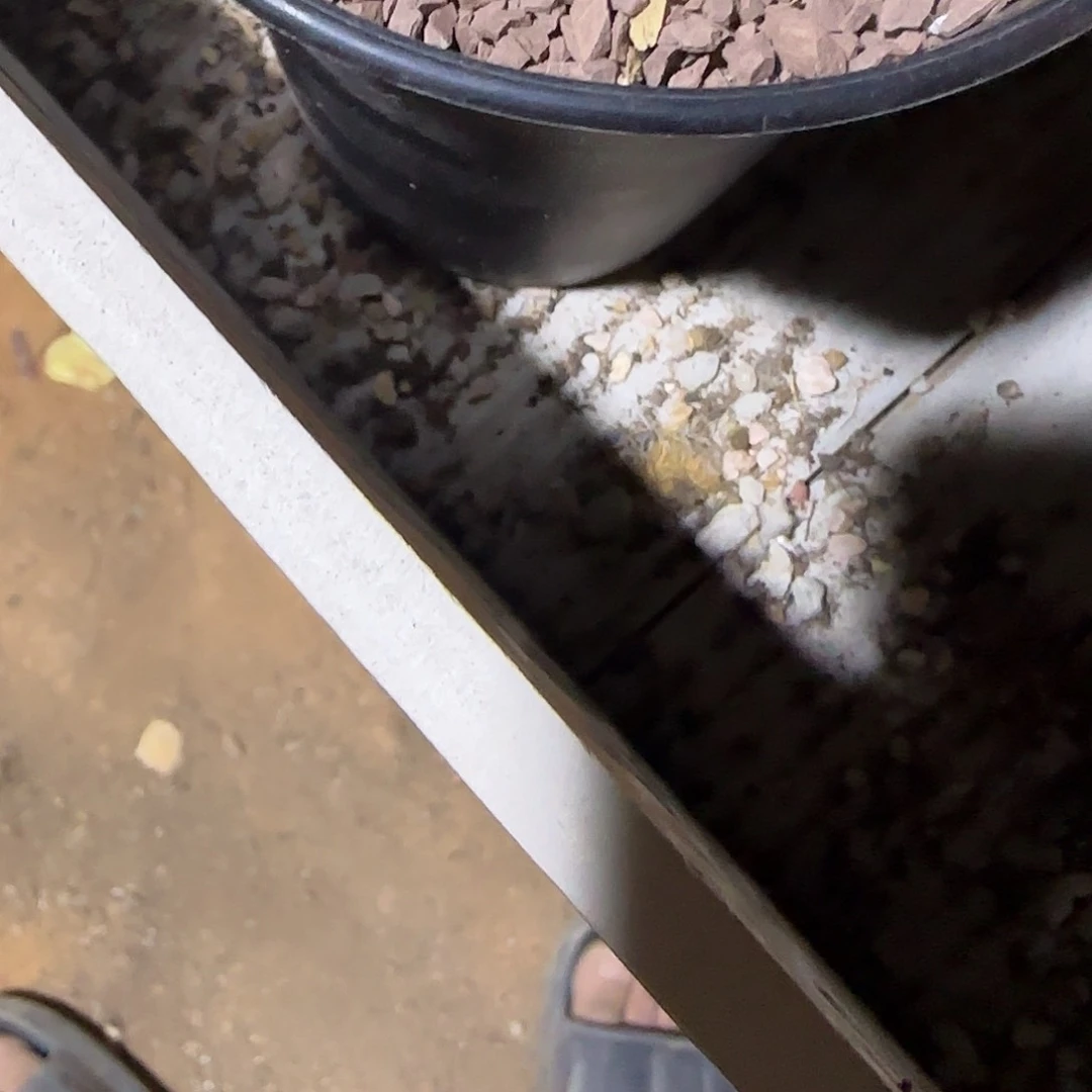 看**星实生仙人球特价