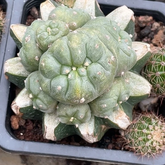 斌仙人球 缀化群