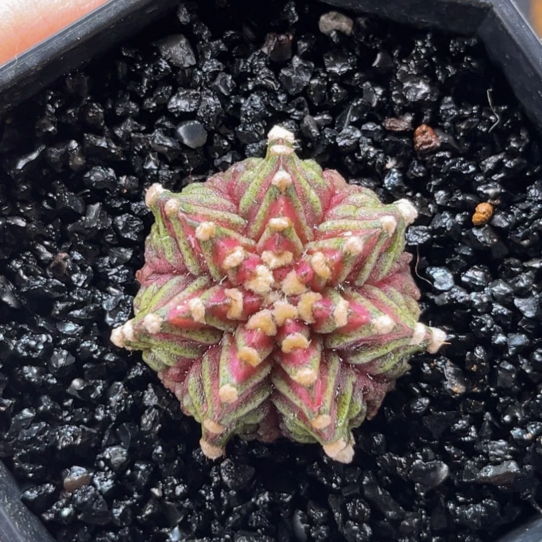 冬***末专拍 米哈仙人球