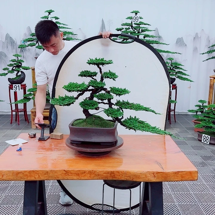 无花朵松柏盆景，一物一拍