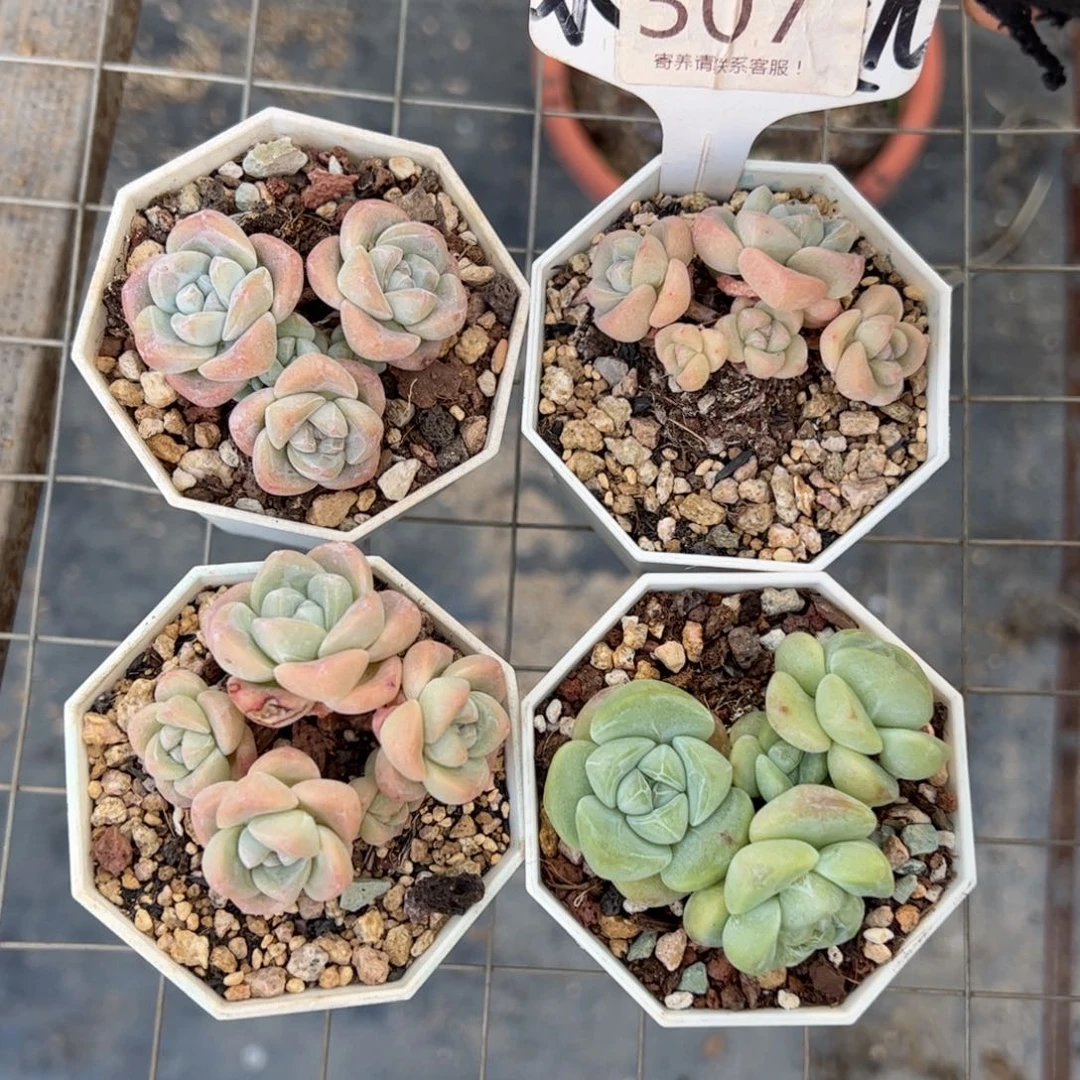 红***王307号多肉植物