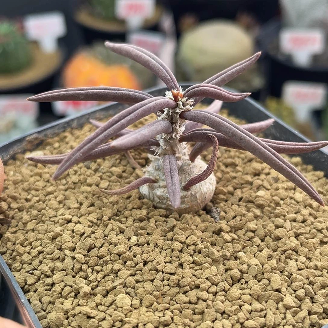 实生块根雀舌麒麟仙人球