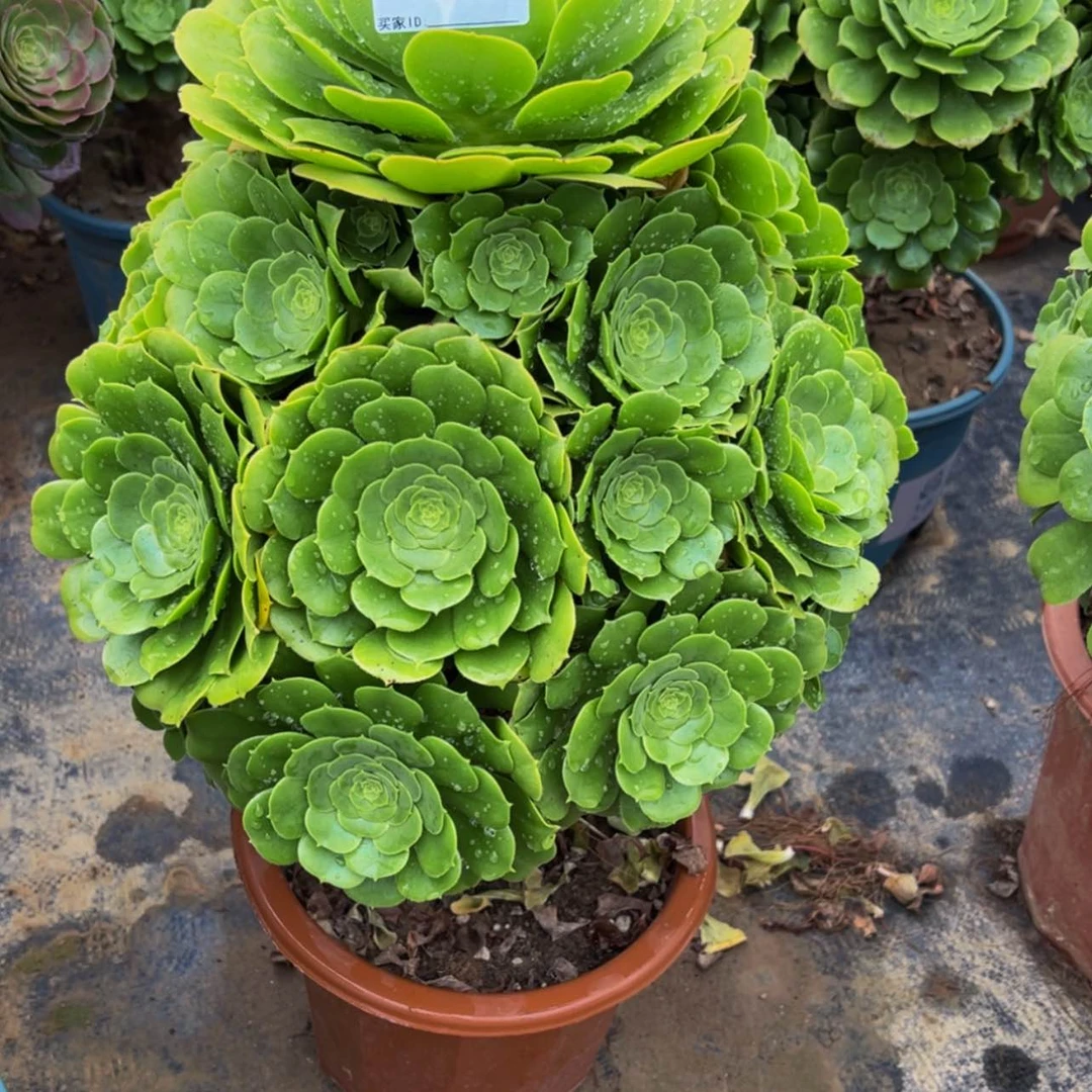 【闪购商品】72700