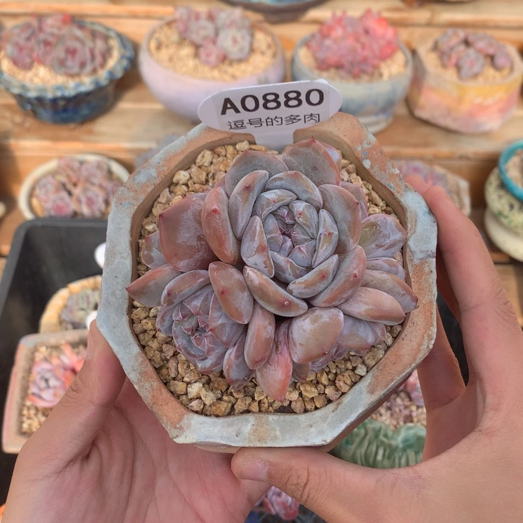 A0880 石榴籽五头 宽肥叶 有砍8.5cm