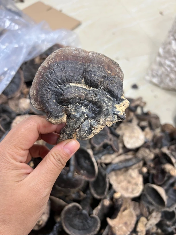 新鲜冬菇250克粤北山区冬菇