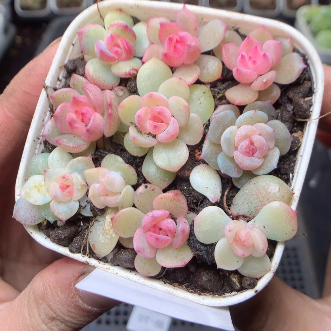 无花朵W50。yyyyyyyy