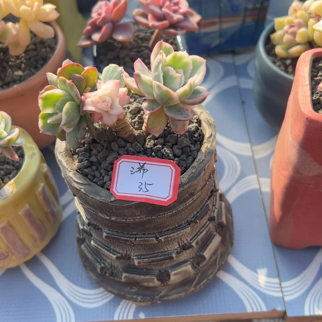 多肉植物多肉植物