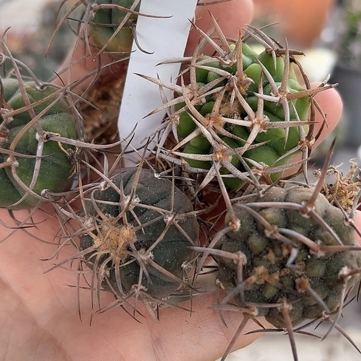 沙***漠仙人球 裸萼福利套餐