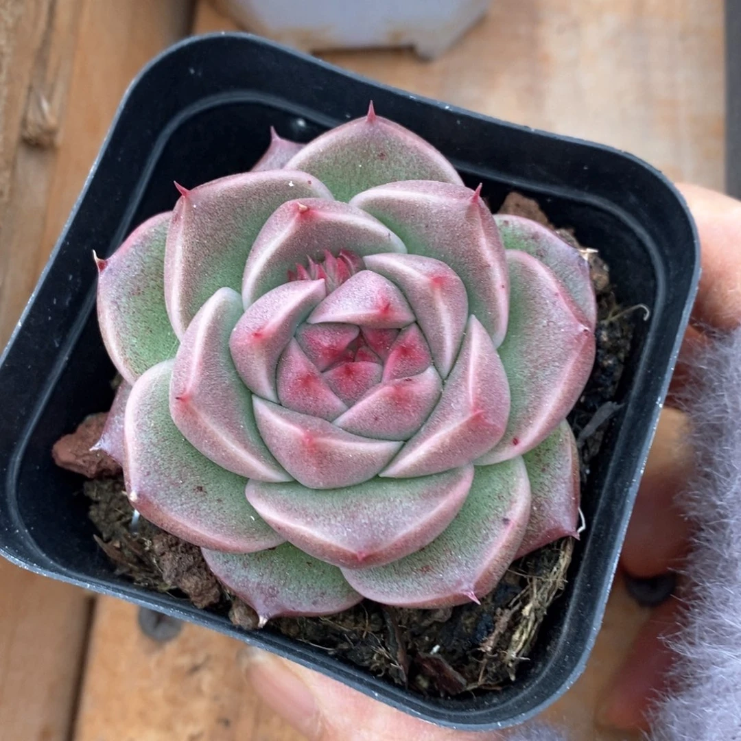 精品多肉一物一板不包整11