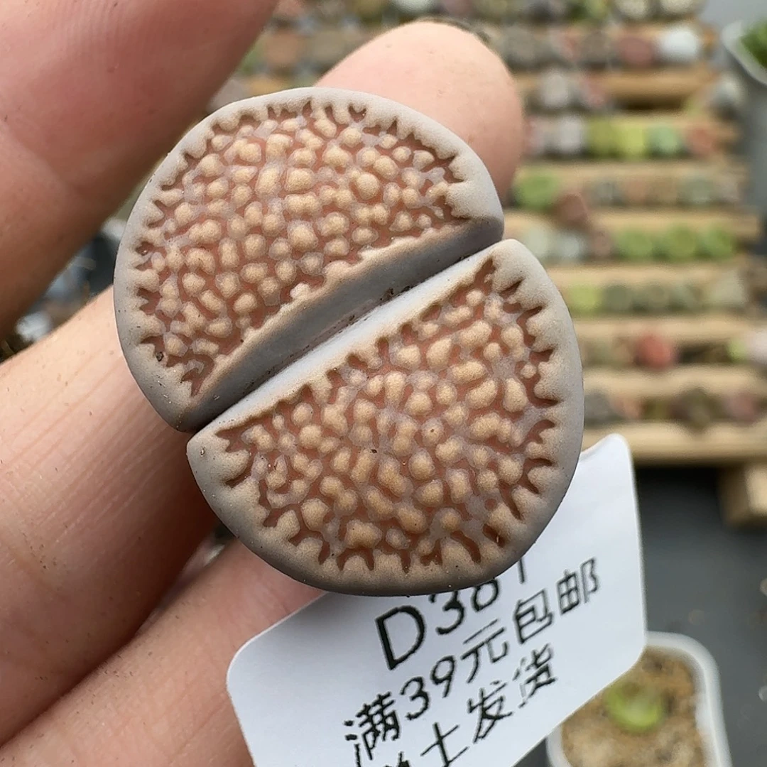罗***麦381多肉哈哈哈哈哈哈哈哈