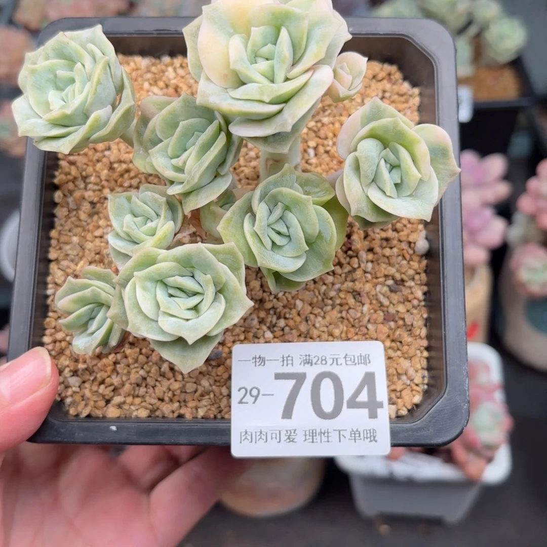 可爱玫瑰锦多肉多肉多