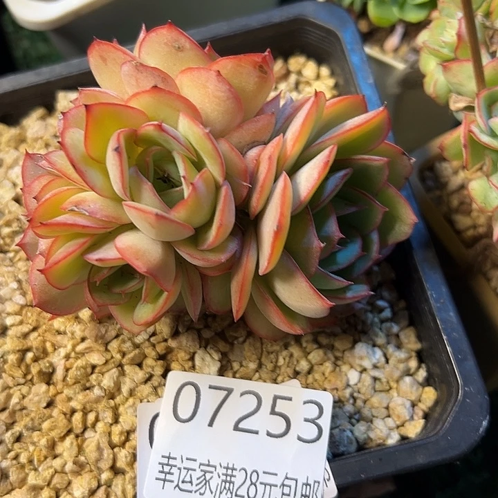 幸运的是我还没遇到幸运