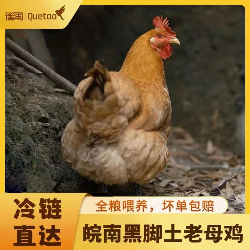 雀淘皖南黑脚老母鸡  2.5斤~3斤/只*两只装