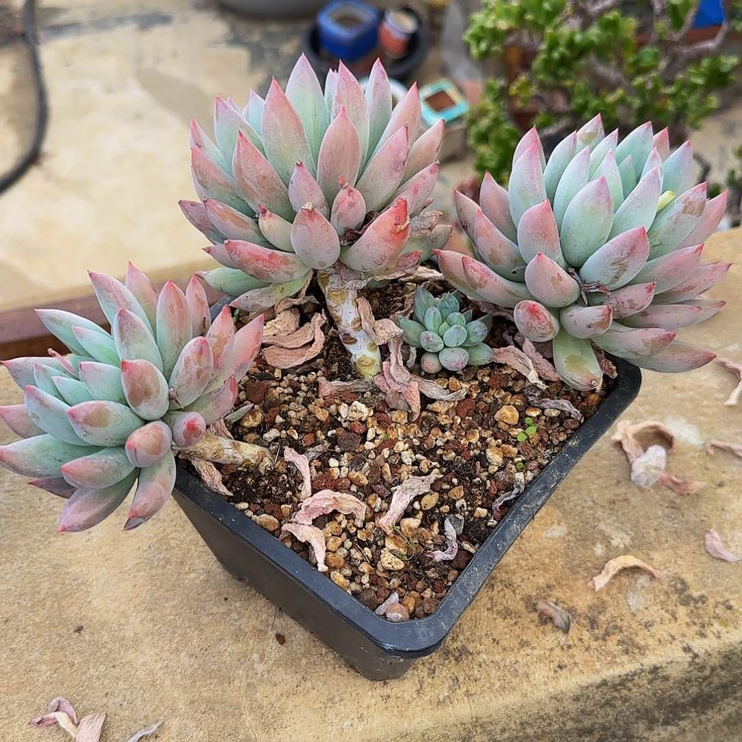 菲*猪多肉植物所罗门