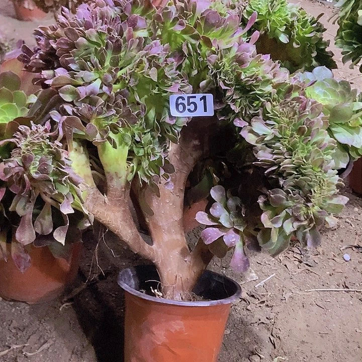 651玫瑰法师缀老板子法师