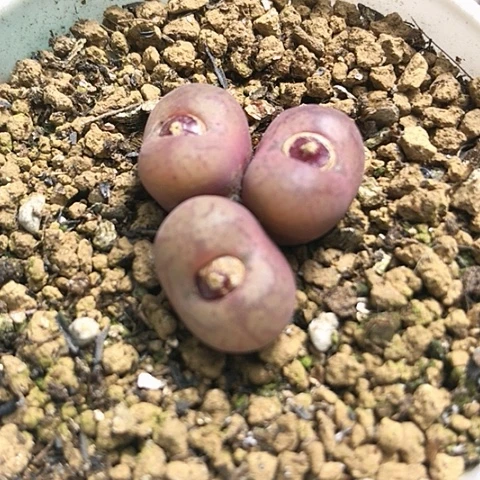 多肉肉锥 吕氏毛杂