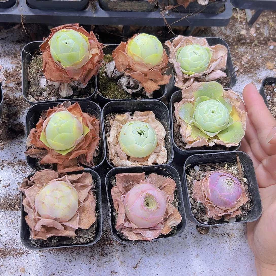 彩鸡蛋组合9盆带盆带土