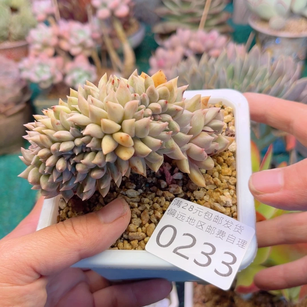 大0233。vxvvbbnfgg